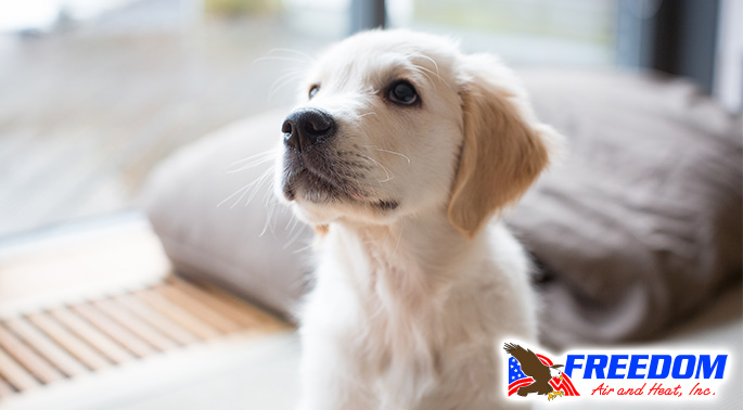 5 HVAC Tips for a New Pet
